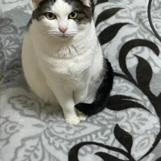 あまえんぼうの10歳メス