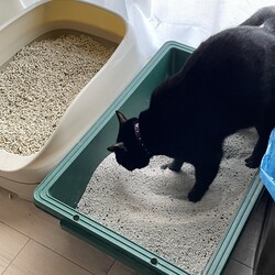 てっちゃん、やっぱり鉱物系のがええか？