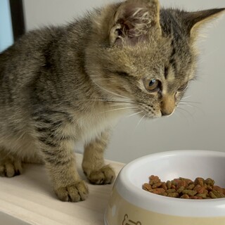 甘えん坊な仔猫ちゃん
