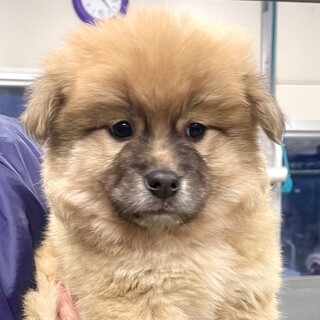 25-W7　モフモフ可愛いくまちゃん♪