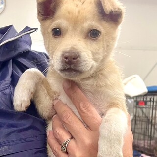 25-M8 可愛いチビワンコ！！