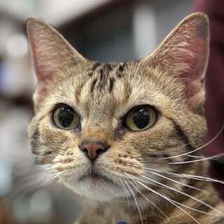 【2/9大崎】毛艶よし◎穏やかでスリゴロな甘えん坊