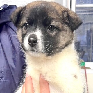 25-W10　赤ちゃんワンコさんです！！