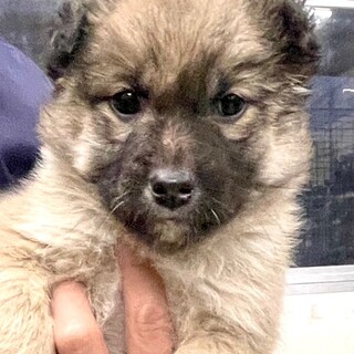 25-M11　小さなワンコさん