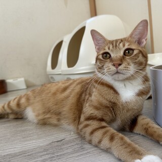 ちょっぴり困り顔がかわいい男の子です