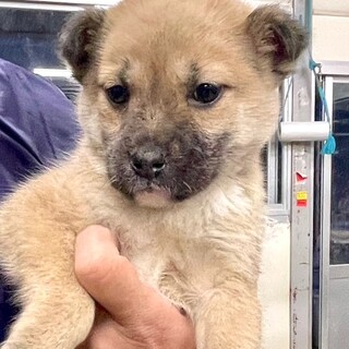 25-W12　元気な可愛い性格です。