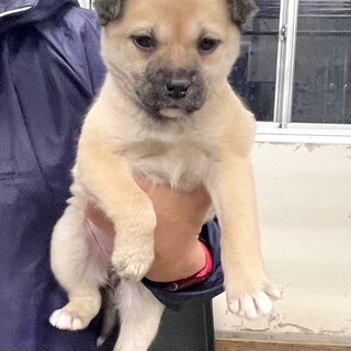 25-W13　元気いっぱい仔犬ちゃん♪