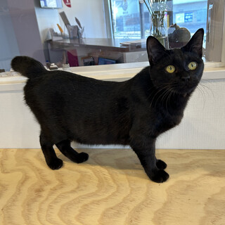 抱っこ大好き女の子！（2/24譲渡会