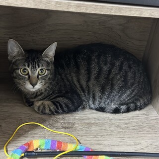 お顔が小さくて足がちょっと短いのがチャームポイント