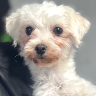 25-W4　可愛いマルチーズです。