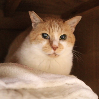 猫に人望(？)あり／じゅん