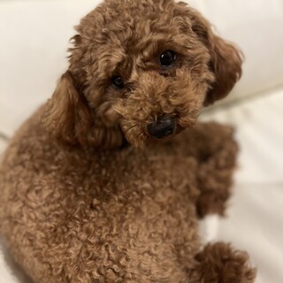 甘えん坊で人懐っこいトイプードル