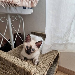 in岡崎市☆保護猫達を暖かいオウチに迎えよう☆2025年2月1日(土)～ちーむ にゃいんず