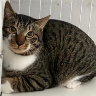 元飼い主のいた飼い猫　収容期限2月3日朝迄