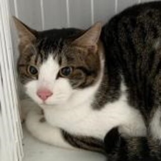 元飼い主のいた飼い猫　収容期限2月3日朝迄