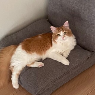 【急募】マンチカンの