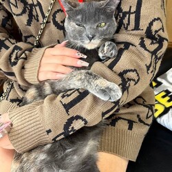 in春日井市☆保護猫達を暖かいオウチに迎えよう☆2025年2月1日（土）～ちーむ にゃいんず