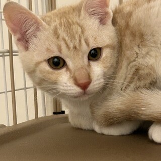 茶白のミミちゃんの予約入りました！