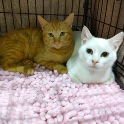 保護猫のお見合い会　with にゃおんマルシェ サムネイル3