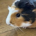 モルモット里親募集