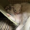 仲のいいフェレット2匹お願いします。