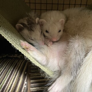 仲のいいフェレット2匹お願いします。