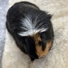 モルモット里親募集 サムネイル2