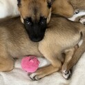 おとなしく賢いキュートなちいちゃん