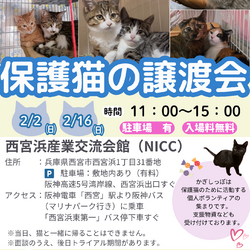 西宮保護ねこ かぎしっぽ主催譲渡会