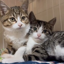 西宮保護ねこ かぎしっぽ主催譲渡会 サムネイル2