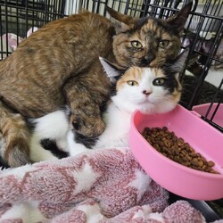西宮保護ねこ かぎしっぽ主催譲渡会 サムネイル3