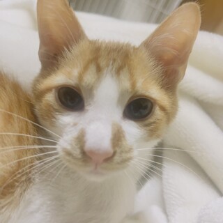 （里親様決定）元気いっぱい！可愛い4か月男の子