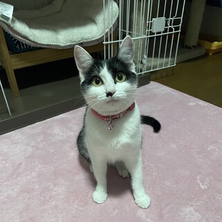 ８ヶ月白黒女の子