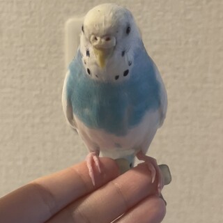 里親募集します