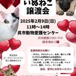 いぬねこ譲渡会