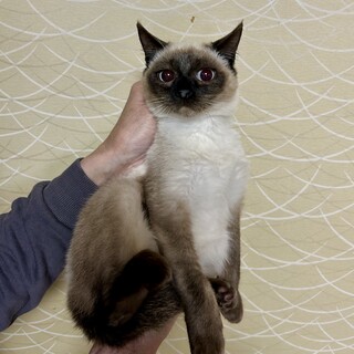 青い目のシャムＭＩＸ☆ミルクちゃん