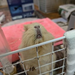 「とろろさん近況(1 月)」サムネイル3