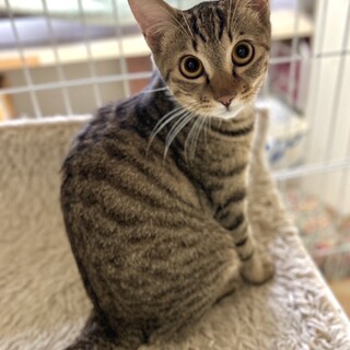 ゴロスリさん！2/2譲渡会@ユーカリが丘