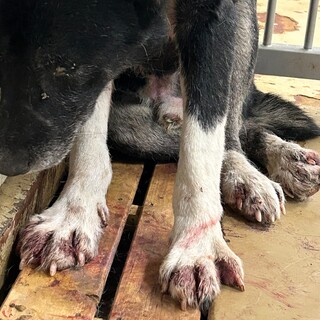 殺処分対象❗️収容期限2/3迄❗️延長なし