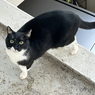 里親募集　猫　2匹