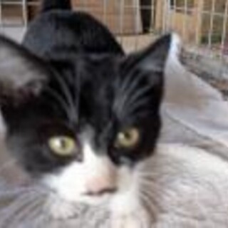 極寒の夜に 田んぼに捨てられた 2ヶ月 男の子