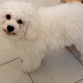 決定しました。ビションフリーゼの子犬の女の子