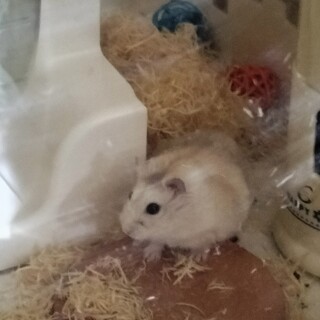 キンクマ、ジャンガリアンハムスター里親募集