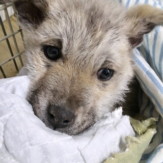 緊急！まだまだ幼い子犬　2月3日迄