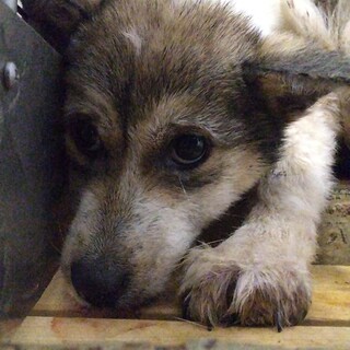 生後2.5ヶ月位の子犬　収容期限2月3日朝まで