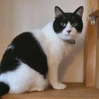 美しい瞳のママ猫　アクア♀