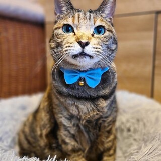 愛嬌抜群のビックマミィ♡　ごま♀