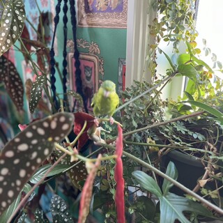 サザナミインコ　5月生まれ