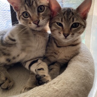 可愛い麦わら姉妹トライアル中