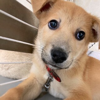 かわいい子犬　バンビくん　2ヶ月